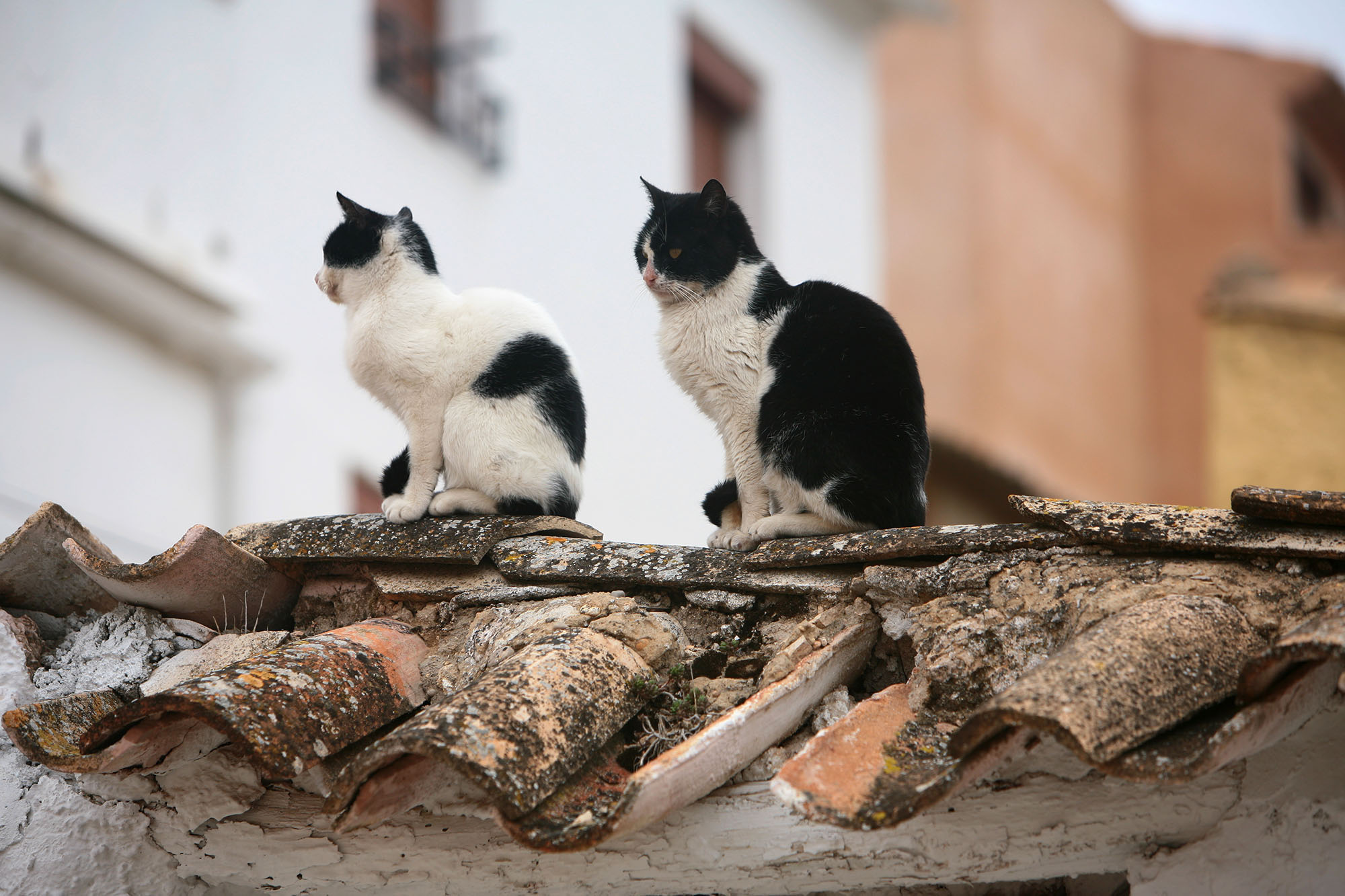 Gatos al sol. Ossa de Montiel (Albacete).